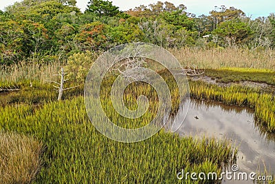 Marsh view of the tree line at Oak Island NC Stock Photo