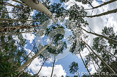 Looking up at birch trees with beautiful blue sky and interesting clouds in Montana along the Beartooth Pass Editorial Stock Photo