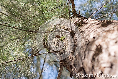 Looking up Casuarina equisetifolia or Australian pine tree. Stock Photo