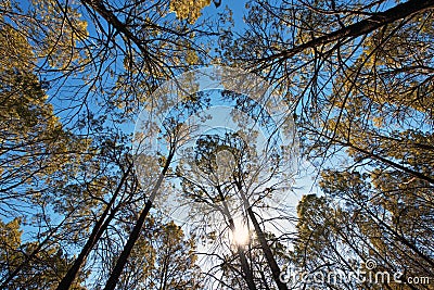 Looking Up at Casuarina Tree Tops Stock Photo