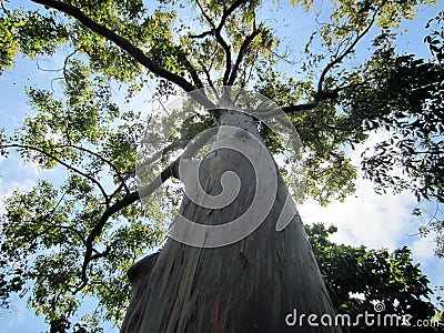 USA, Florida, Rainbow Eucalyptus Tree Stock Photo