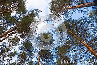 Looking up forest perspective.Tall pine trees against blue sky seen from the ground.Bottom view of tall old trees in Stock Photo