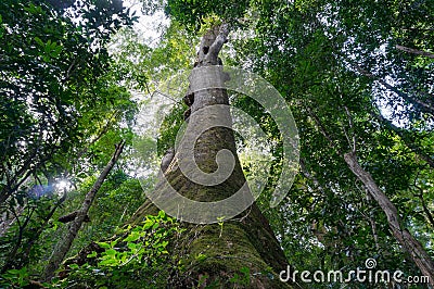 Looking up at giant tropical tree in rainforest Stock Photo