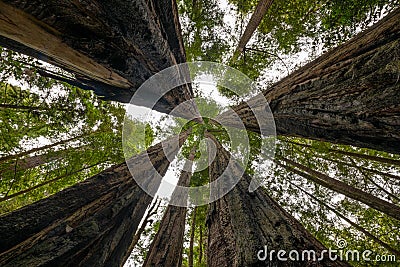 Looking up large redwood trees in Jedediah Smith State Park Stock Photo