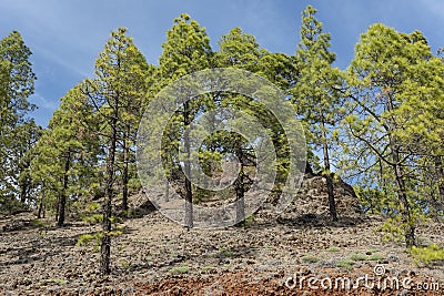 Looking up at the Canarian pines, also known as Pinus Canariensis, a coniferous resilient tree, native to the Canary Islands Stock Photo