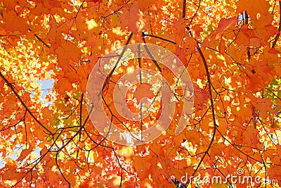 Looking Up at Maple Leaves Stock Photo