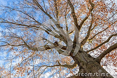 Looking up at the might oak tree befire sunset Stock Photo