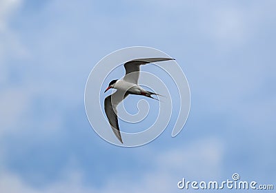 Looking up at one laughing gull flying overhead Stock Photo