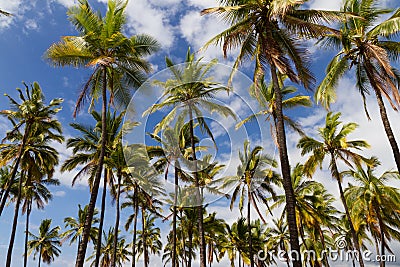 Palm Trees Stock Photo