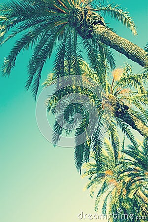 Looking up Perspective on Row of Palm Trees on Toned Light Turquoise Sky Background. 60s Vintage Style Copy Space Stock Photo
