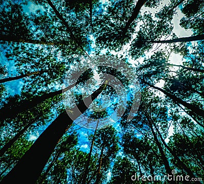 Looking up in the pine forest Stock Photo