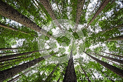 Tree Canopy Stock Photo