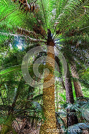 Tall fern tree in a rainforest. Stock Photo