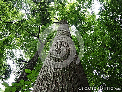 Looking up at tall trees in forest Stock Photo