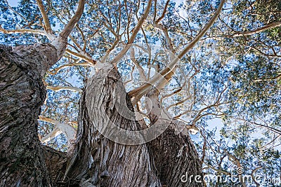 Looking up to the crown of an old Eucalyptus tree; Stock Photo