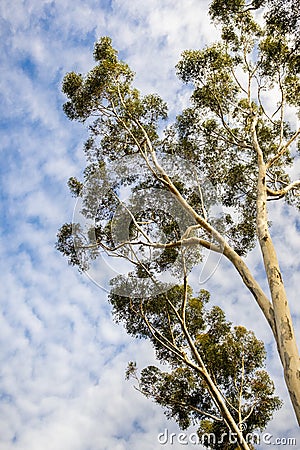 Looking up to the crown of a tall Eucalyptus tree; eucalyptus trees were introduced to California and are considered invasive Stock Photo