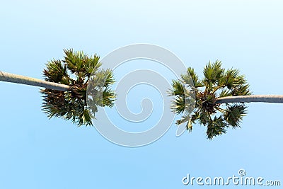 Looking up to the sky and very high tropical palm trees Stock Photo