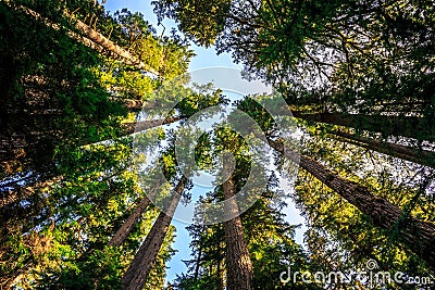 Looking up to the Trees, Olympic National Forest Stock Photo