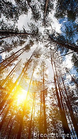 Looking up to the woods crown. Stock Photo