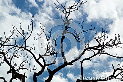 Gnarly pine branches against clouds and blue sky Stock Photo