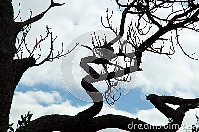 Close up of crooked slash pine branches against clouds Stock Photo