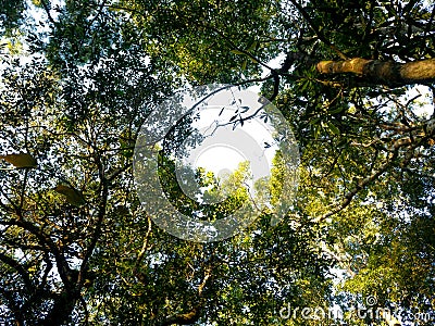 Looking up through the treetops. Beautiful natural frame of foliage against the sky. Copy space Stock Photo