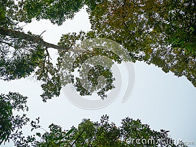 Looking up through the treetops. Beautiful natural frame of foliage against the sky. Copy space Stock Photo