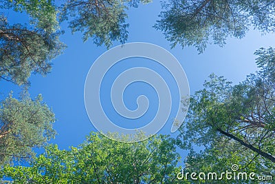 Looking up through the treetops. Beautiful natural frame of foliage against the sky. Copy space.Green leaves of a tree against the Stock Photo