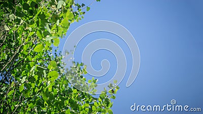 Looking up through the treetops. Beautiful natural frame of foliage against the sky. Copy space. Stock Photo