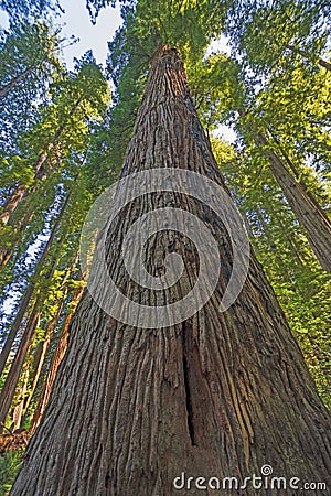 Looking up the Trunk of a Coastal Redwood Stock Photo