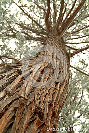 Looking up the trunk of a tall pine tree Stock Photo