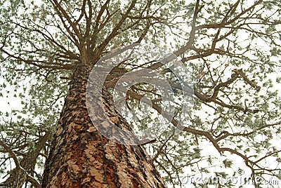 Looking up the trunk of a tall pine tree Stock Photo