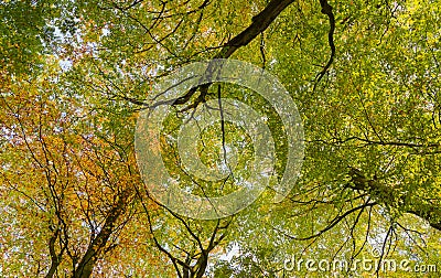 Looking up into typical British beech woodland Stock Photo