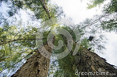 Looking up from under sea oak tree forest with worm eye view con Stock Photo