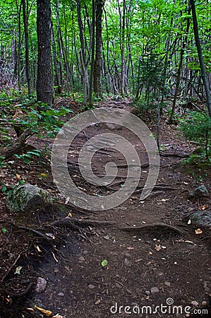 Well worn walking path in woods Stock Photo