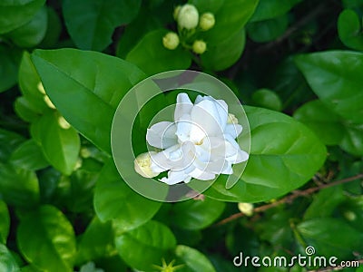 Looking very beautiful and netural flowers Stock Photo