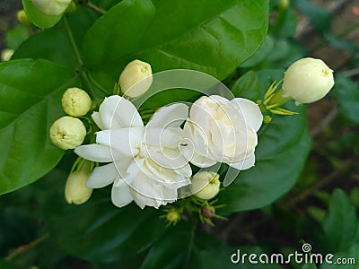 Looking very beautiful and netural flowers Stock Photo