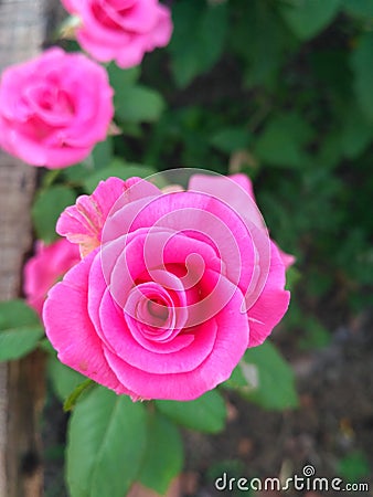 Looking very beautiful and netural flowers Stock Photo