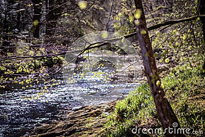 Looking through the woodland leaves to a river Stock Photo