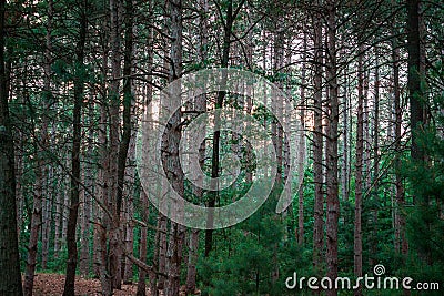 Looking through the woods at Provin Trails in Grand Rapids Michigan Stock Photo