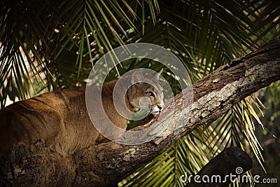 Always on the lookout. Cougar portrait. Stock Photo