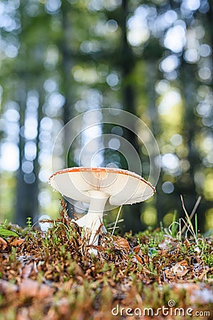 That looks like an inedible mushroom in early autumn in Sumava National Park, Czechia, Europe Stock Photo