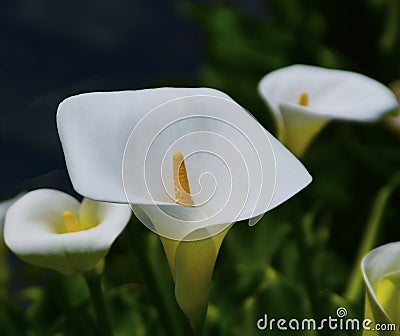 Quadrilateral Calla lily Stock Photo