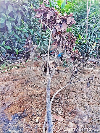 It looks like this tree is neglected, the one behind it is greener Stock Photo