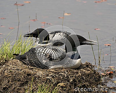 Loon Photo Stock. Loon couple nesting and guarding the nest by the lake shore in their environment and habitat with a blur water Stock Photo