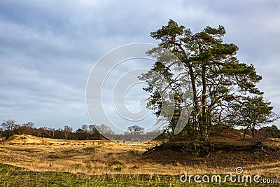 Loonse en Drunense Duinen National Park, North Brabant, Netherlands Stock Photo