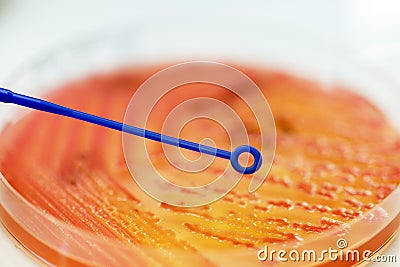 Loop for exposure to colonies of white bacteria culture on blood Stock Photo