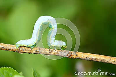 Loop-worm Stock Photo