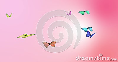 Looping Butterfly Animation on a Pink Background.. Stock Video - Video of  loopable, insects: 103801037