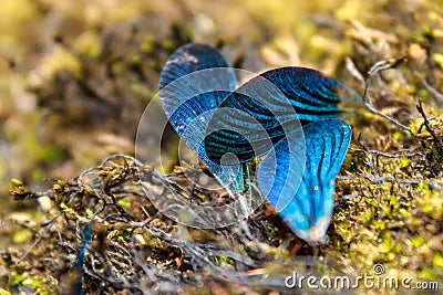 Loose blue wings belonging to a damselfly (Zygoptera) Stock Photo